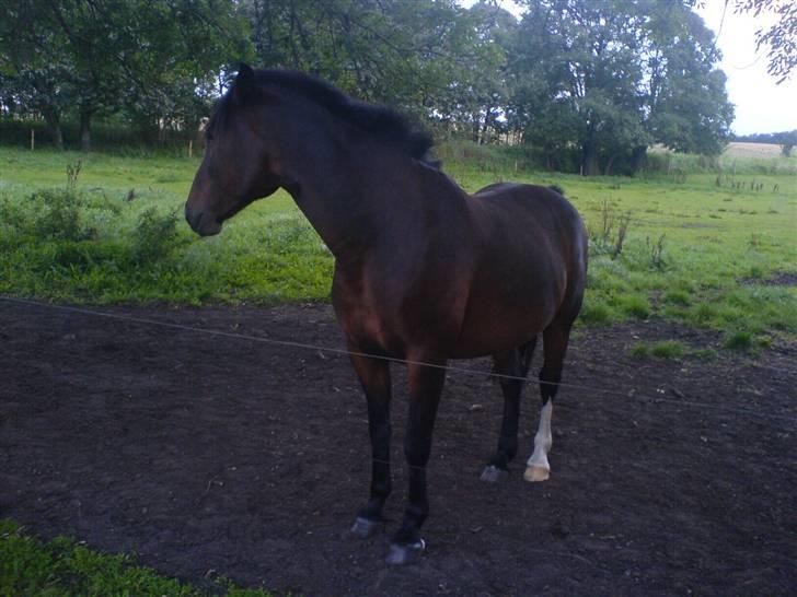 DSP Stidsbjergs Kansas - Stidsbjergs Kansas, sommeren 2007. billede 3