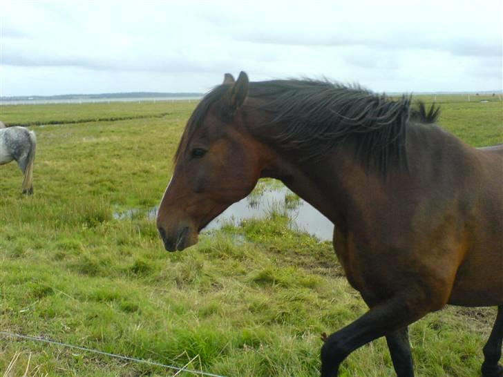 DSP Stidsbjergs Kansas - Stidsbjergs Kansas, jeg kan godt se lidt bestemt ud. billede 4