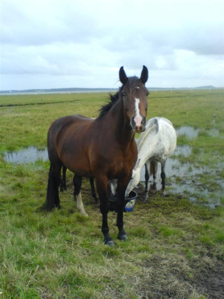 DSP Stidsbjergs Kansas - Stidsbjergs Kansas på fold ved fjorden, med Kathleen i baggrunden. billede 5