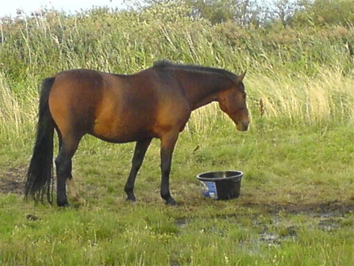 DSP Stidsbjergs Kansas - Stidsbjergs Kansas på vej hen til mineralbaljen. billede 6