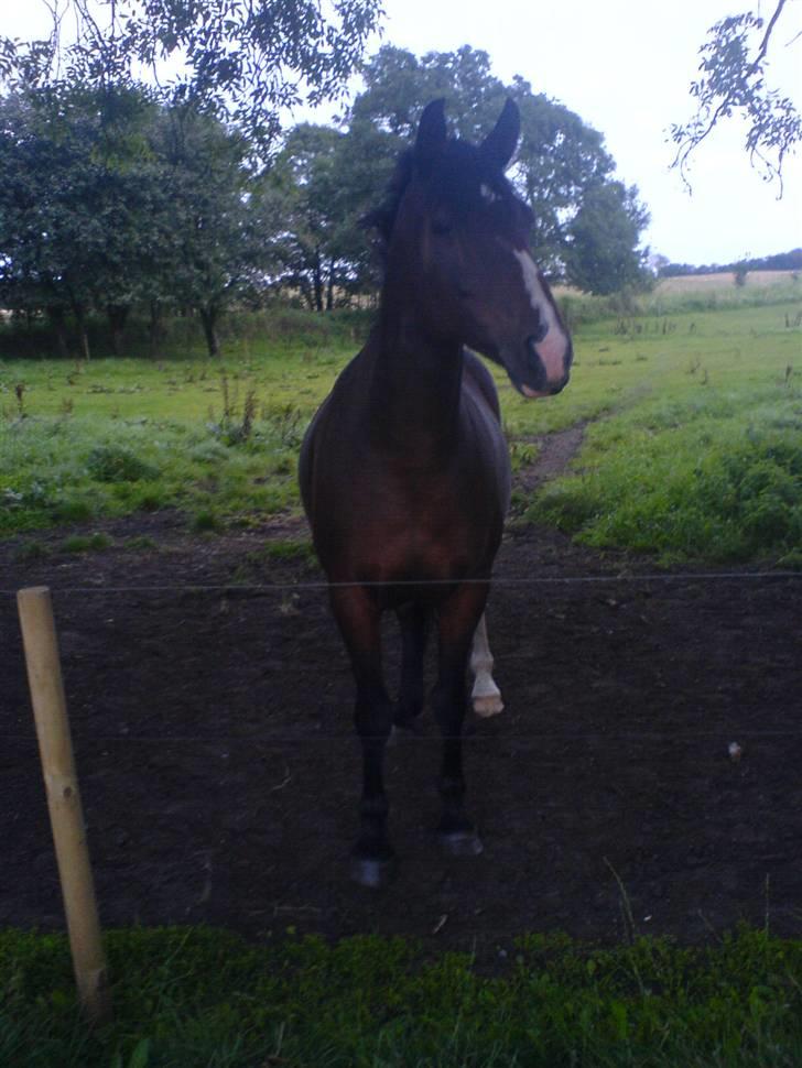 DSP Stidsbjergs Kansas - Stidsbjergs Kansas, sommeren 2007. billede 7