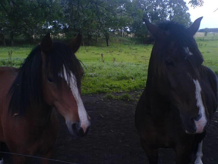 DSP Stidsbjergs Kansas - Stidsbjergs Kansas sammen med søster Stidsbjergs Lucia. billede 8