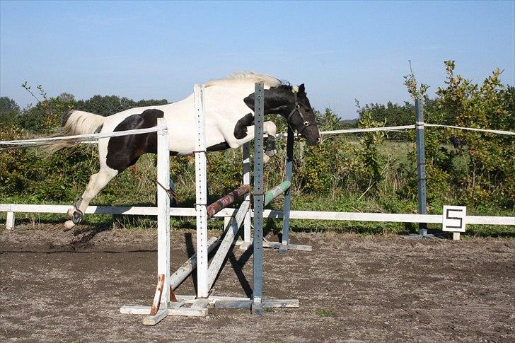 Pinto Søgaards Masterpiece  - 10-10-10 ;) billede 10