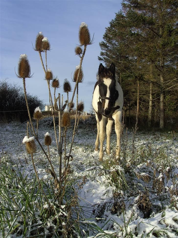 Pinto Søgaards Masterpiece  billede 11