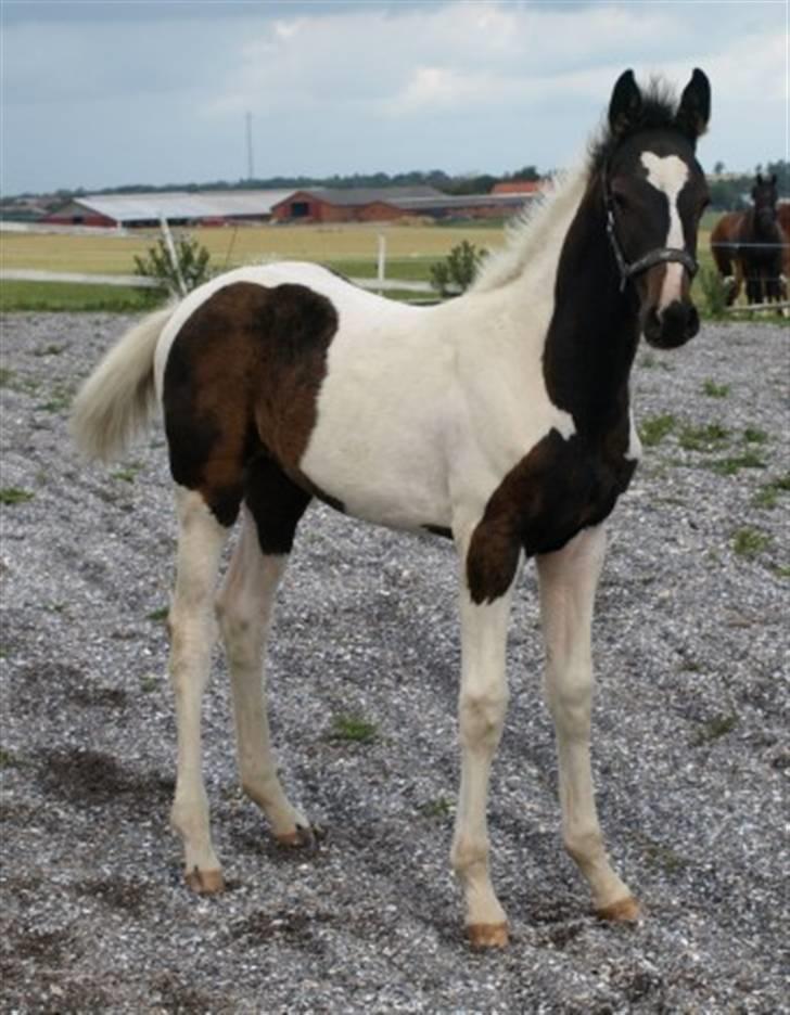 Pinto Søgaards Masterpiece  billede 12