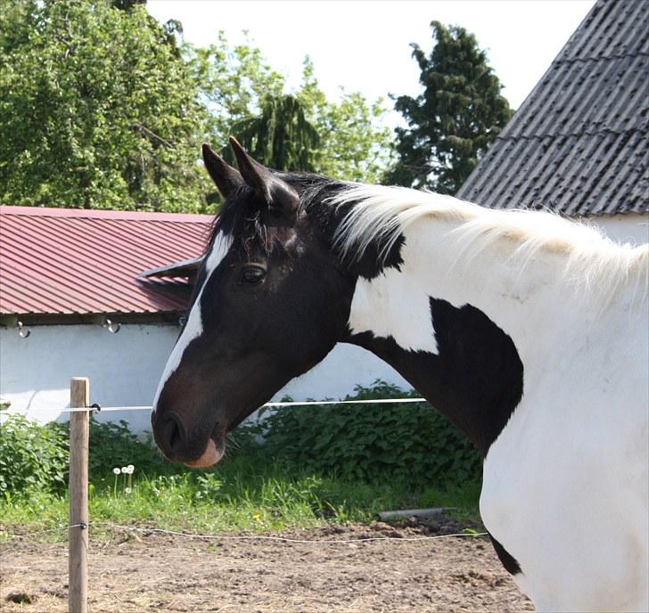 Pinto Søgaards Masterpiece  - 5/6-10 billede 1