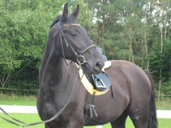 Dansk Varmblod Bysteds Bluca  SOLGT - Bluca i profil billede 5