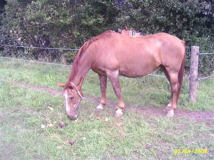 Dansk Varmblod Zenobie<3 - Zenobie på fold billede 2