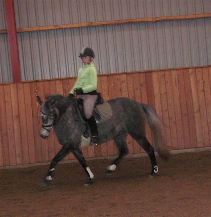 Anden særlig race Victoria billede 14