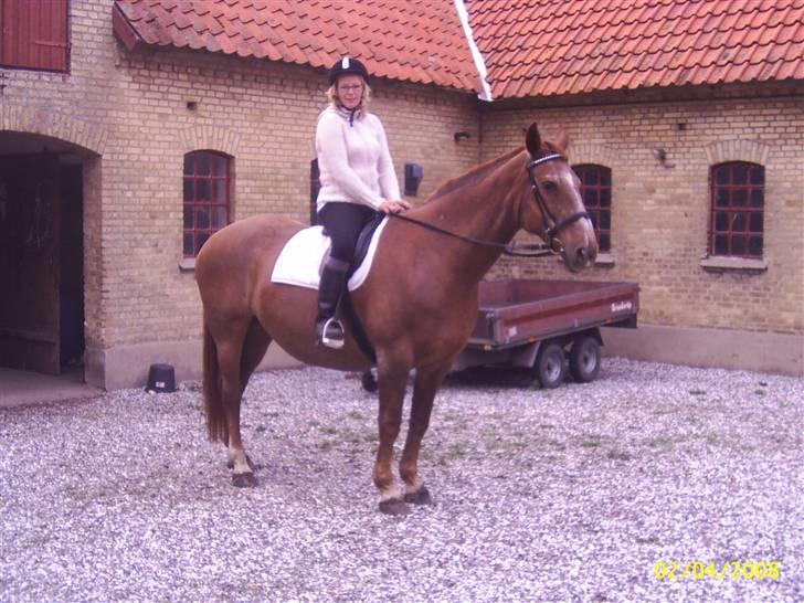 Dansk Varmblod Zenobie<3 - Zenobie billede 4