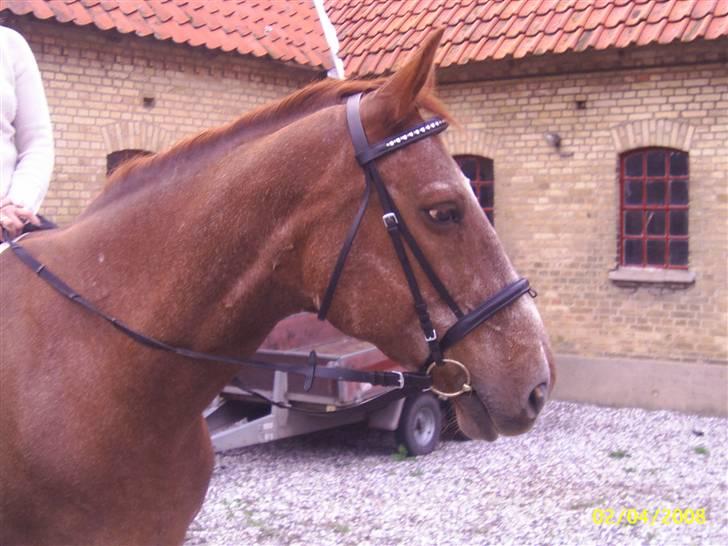 Dansk Varmblod Zenobie<3 - Zenobie billede 5