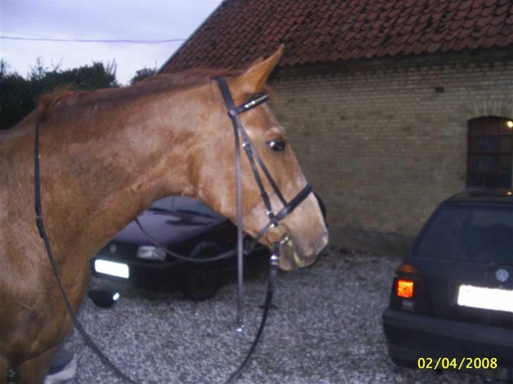 Dansk Varmblod Zenobie<3 - Zenobie efter endt ridetur billede 6