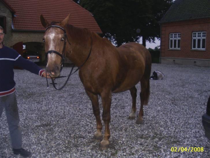 Dansk Varmblod Zenobie<3 - Vi sveder efter ridt billede 7