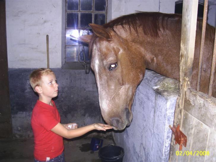 Dansk Varmblod Zenobie<3 - Zenobie elsker sukkerknalder billede 8