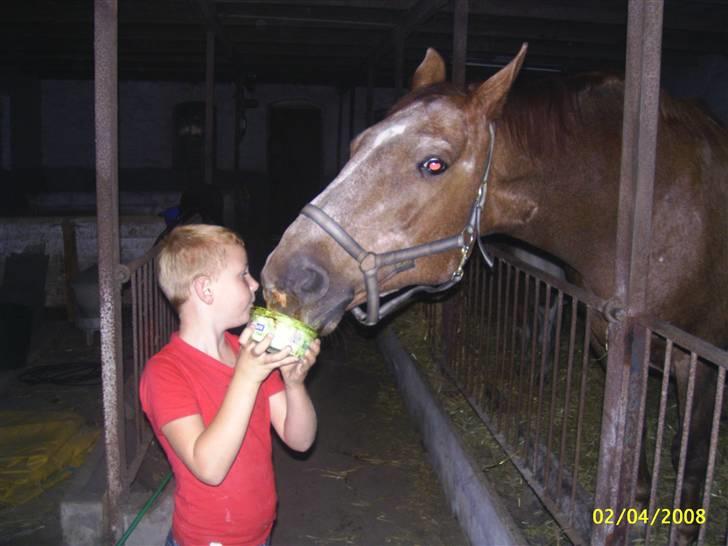Dansk Varmblod Zenobie<3 - Zenobie elsker slikkesten billede 9