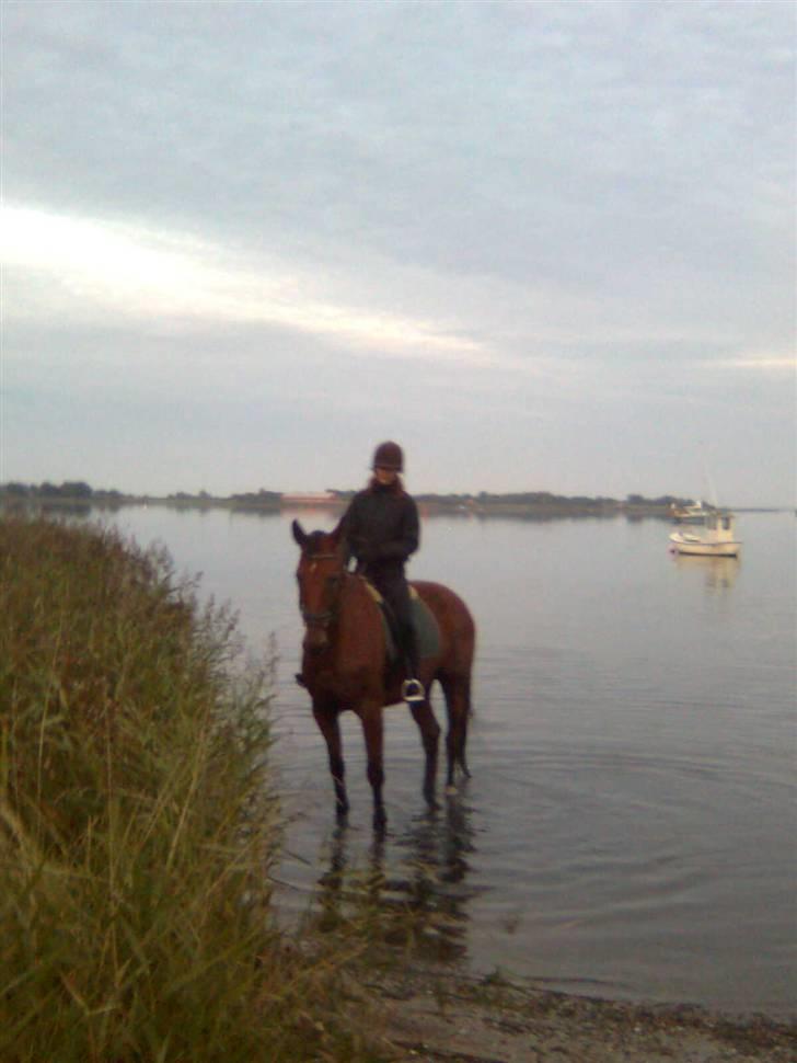 Dansk Varmblod Rex højvang - 13 lige ude og dyppe fusserne billede 11