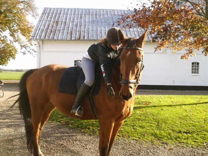 Dansk Varmblod Rex højvang - 14 uuu elsker den dejlige hest billede 12