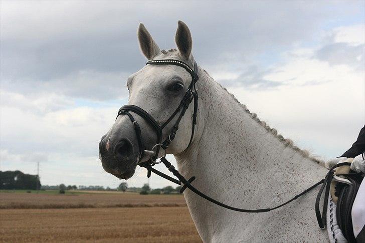 Dansk Varmblod Day-Light <3 †R.I.P† <3 - Findes der smukkere?  Det var kærlighed ved første blik min skat (Foto: Mor) billede 19