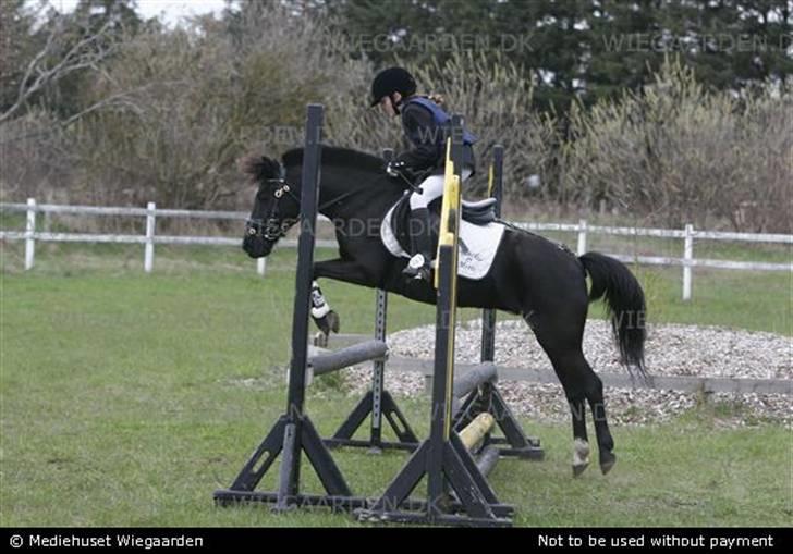 DSP Blackie<3 - Mig og Blackie til stævne i Uggerhalne i 2006.  Vandt cup-klassen. ;) billede 15