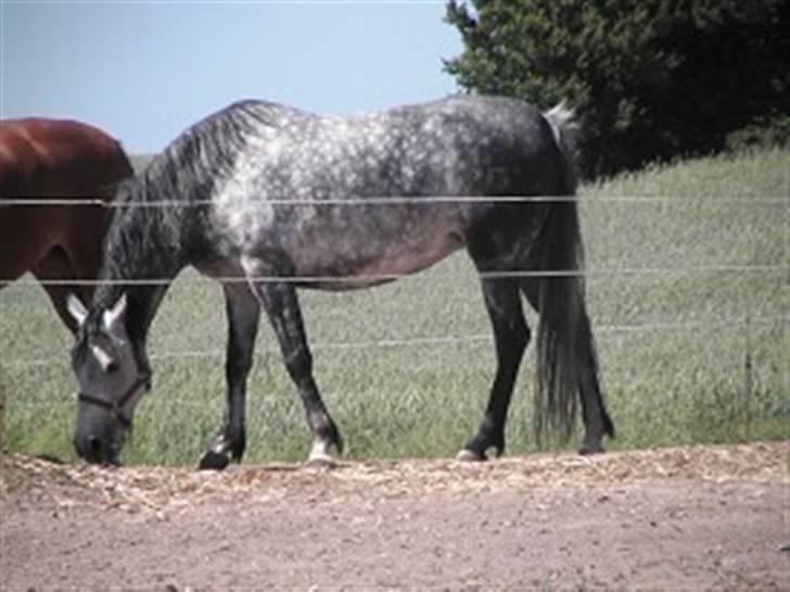 DSP Stidsbjergs Kathleen - Stidsbjergs Kathleen sommeren 2007. billede 1