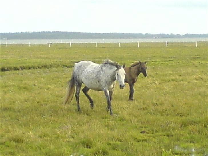 DSP Stidsbjergs Kathleen - Stidsbjergs Kathleen med føllet Karlos. billede 2
