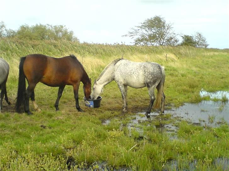 DSP Stidsbjergs Kathleen - Stidsbjergs Kathleen sammen med Kansas, med hovedet i mineralbaljen. billede 3