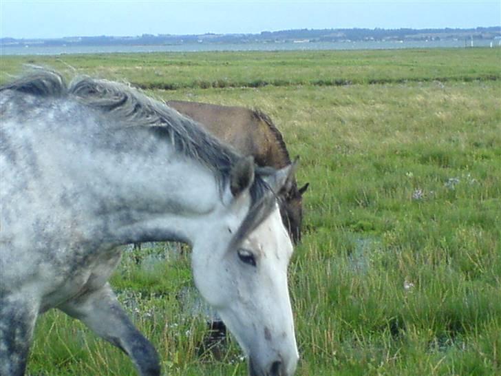 DSP Stidsbjergs Kathleen - Stidsbjergs Kathleen hun ender nok med at blive helt hvid, hun er født næsten sort. billede 4