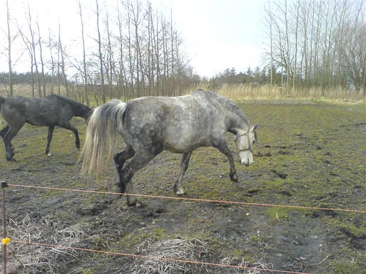 DSP Stidsbjergs Kathleen - Stidsbjergs Kathleen foråret 2008 efter en tur i mudret. billede 5