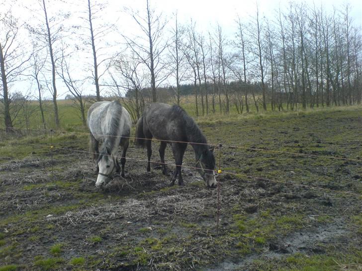 DSP Stidsbjergs Kathleen - Stidsbjergs Kathleen sammen med datteren Katie. billede 6