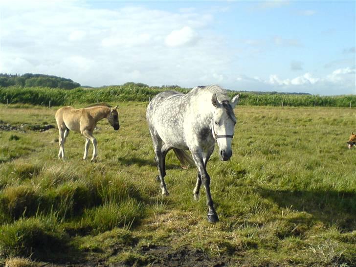 DSP Stidsbjergs Kathleen - Stidsbjergs Kathleen med føllet Karlos. billede 8