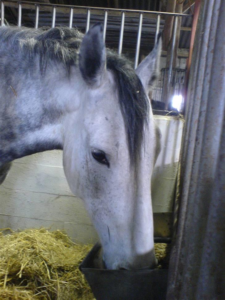 DSP Stidsbjergs Kathleen - Stidsbjergs Kathleen med hovedet i krybben. billede 9