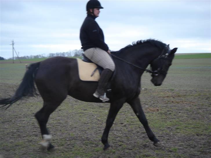 Oldenborg Unik - første ride tur på Uniks mark. Hun har ikke været redet i et år  billede 8