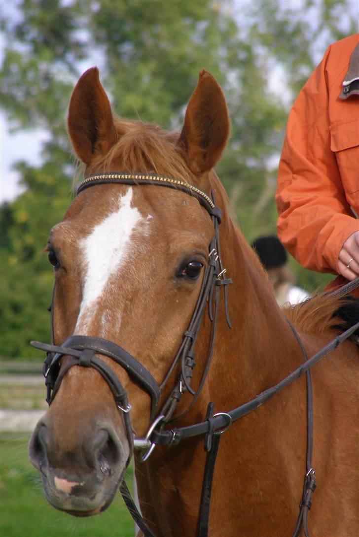 Dansk Varmblod Labri billede 1