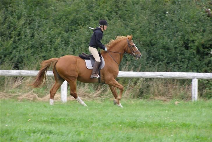 Dansk Varmblod Labri billede 2