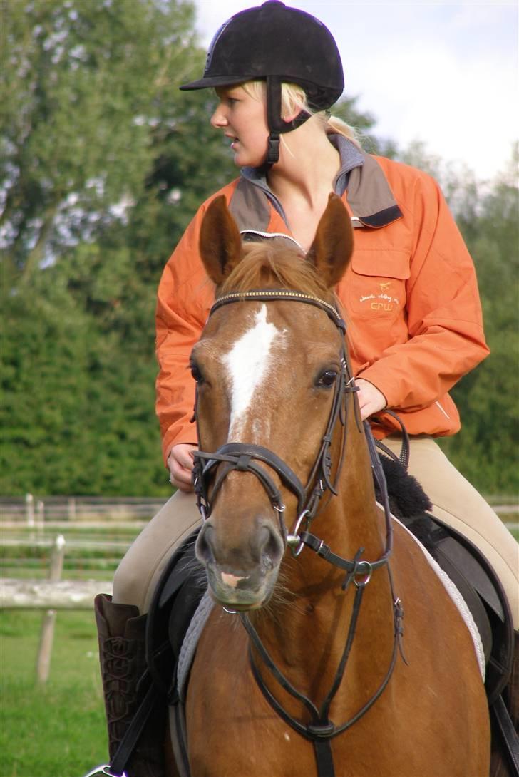 Dansk Varmblod Labri billede 3