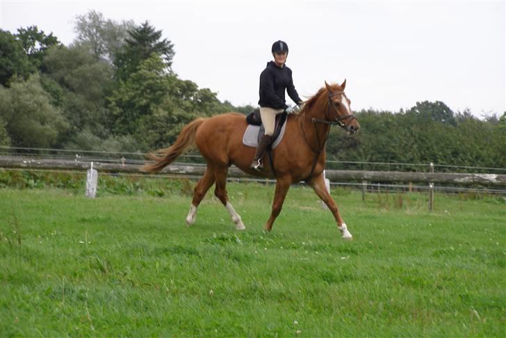 Dansk Varmblod Labri billede 4