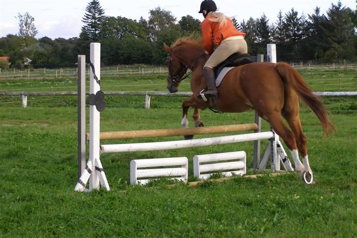 Dansk Varmblod Labri billede 5