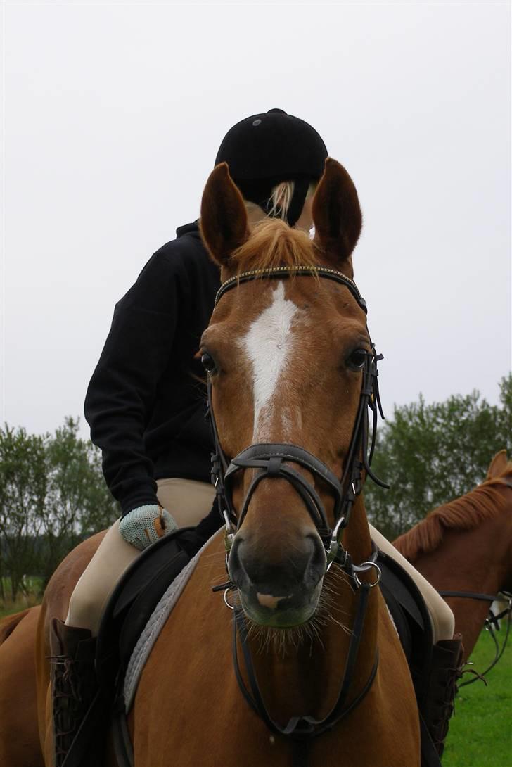 Dansk Varmblod Labri billede 6