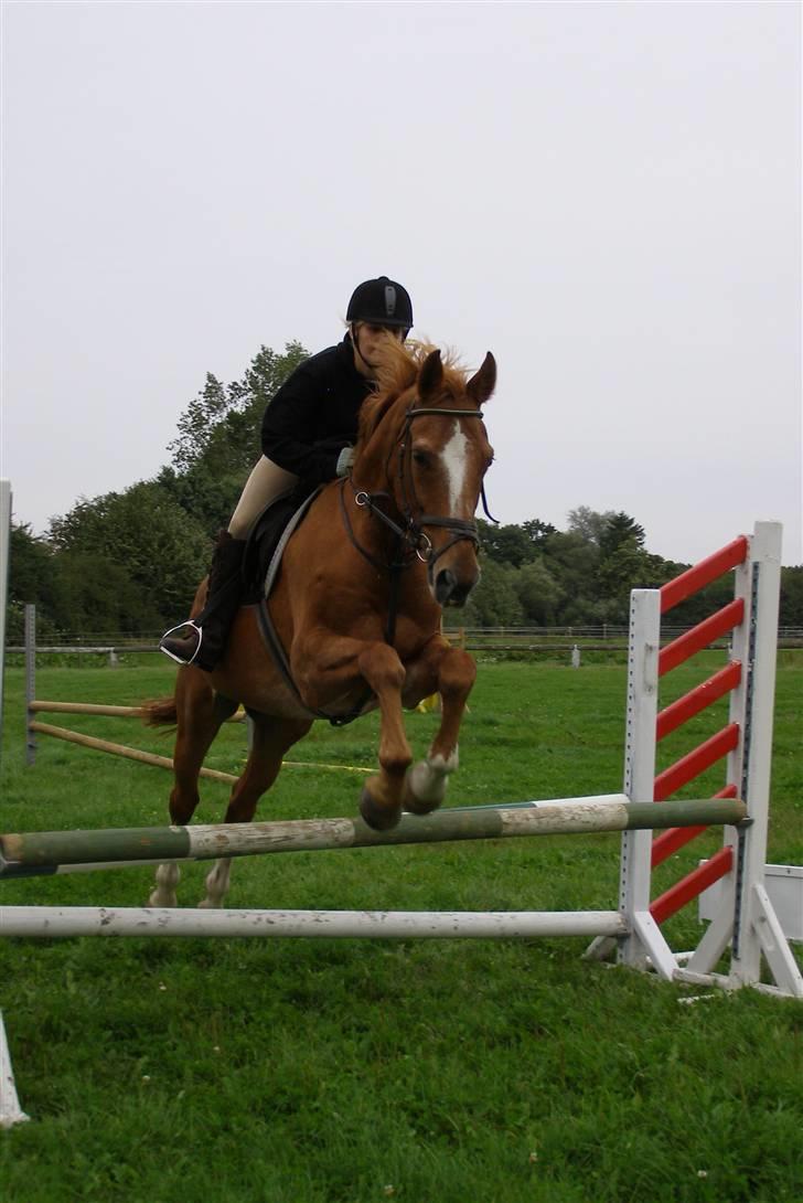 Dansk Varmblod Labri billede 7