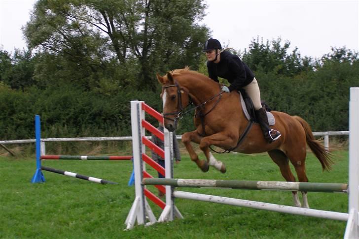 Dansk Varmblod Labri billede 8