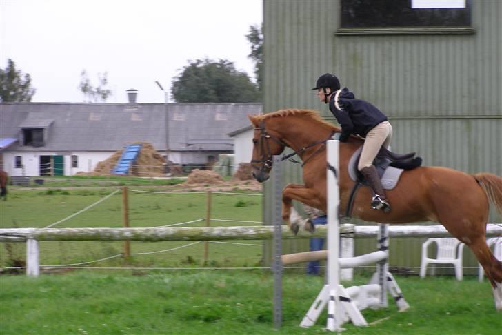 Dansk Varmblod Labri billede 9