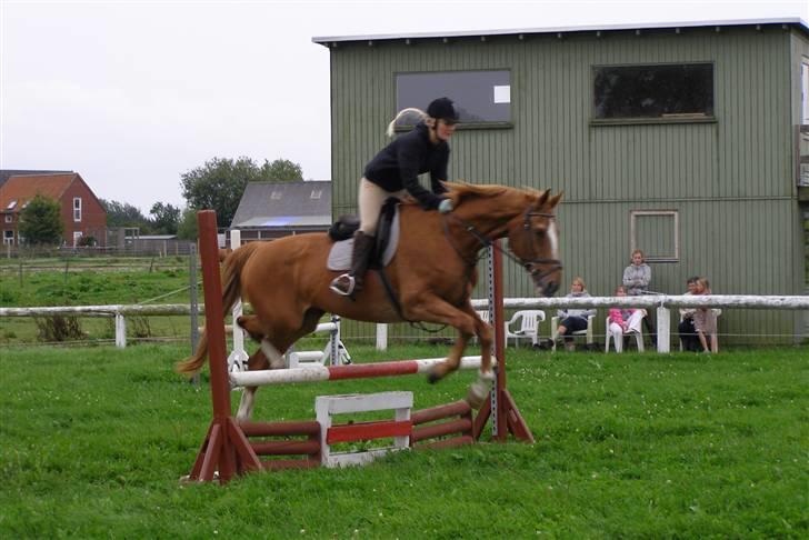 Dansk Varmblod Labri billede 10