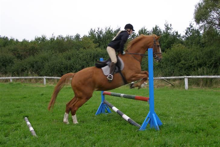 Dansk Varmblod Labri billede 11