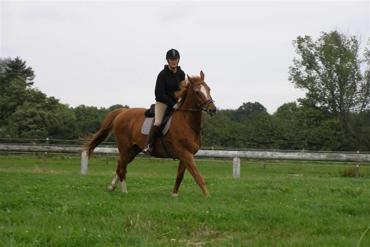 Dansk Varmblod Labri billede 12