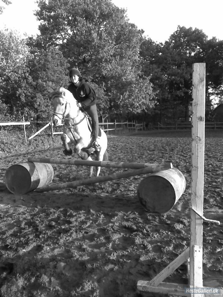 Fjordhest Bamse *RIP* - Wee... såå springer vi  billede 12