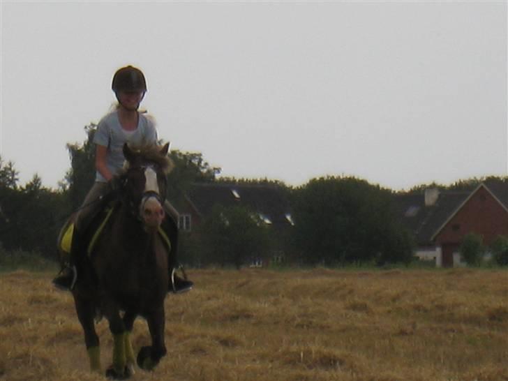 Welsh Cob (sec D) VesterVangs Djanco RIP - Galopper på stup mark for første gang . billede 3