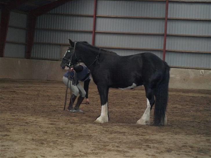 Irish Cob Mr.Spike SOLGT billede 7