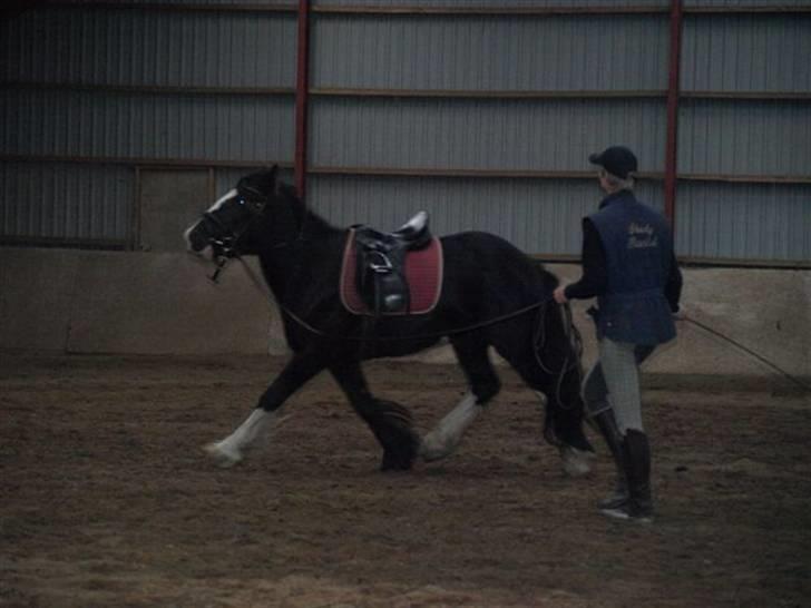 Irish Cob Mr.Spike SOLGT billede 8