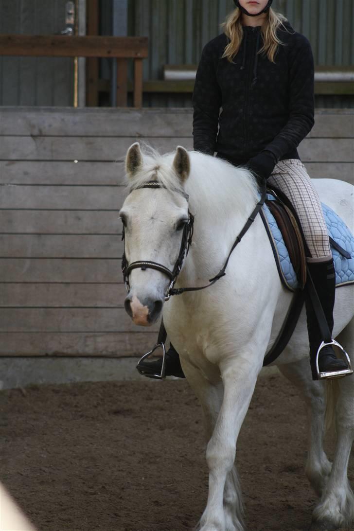 Anden særlig race Hugo (tidl. passer)  - du var godt nok træt den dag. (genoptræning, skridte) foto: tak ABSO billede 18