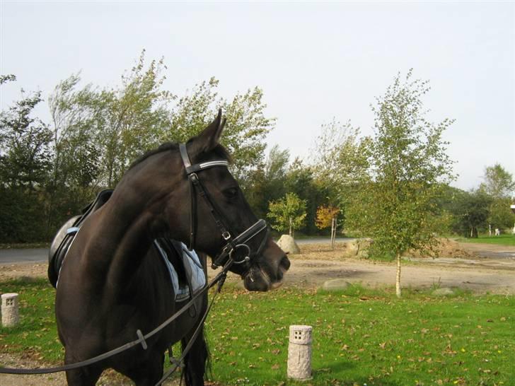 Anden særlig race Miss Ma Matiere - Matiere 2007 billede 15